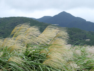 ススキの穂　秋の風景