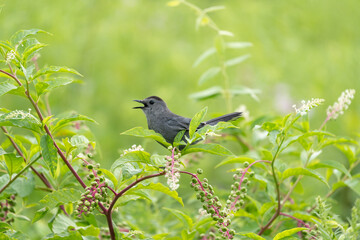 Catbird Sitting in Pokeweed Bush