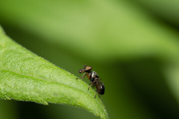 Fly on a Leaf