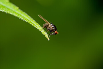Fly Sitting on a Leaf