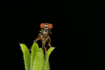 Robber Fly on a Plant