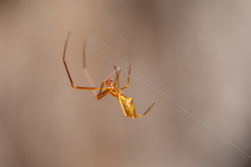 Spider Making a Web