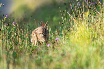 Wild Rabbit Grazing