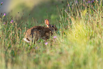 Wild Rabbit Grazing