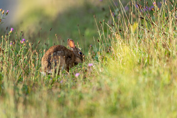 Wild Rabbit Grazing