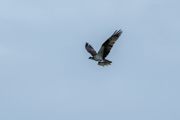 Osprey Carrying a Fish