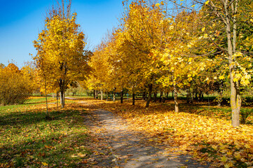 autumn trees in the park