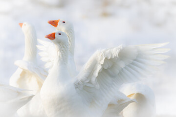 White geese in snow with negative space