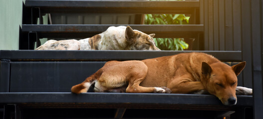 Domestic dogs are lying on metal stairs outside the house and waiting for the owner, soft and selective focus.