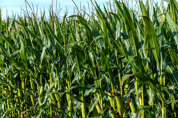 Close up of corn field growing in sunny bright summer day.