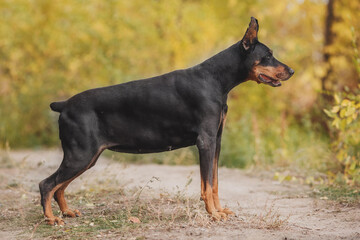 portrait of a  dog  dobermann