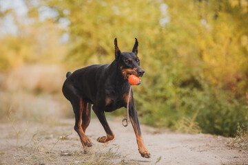 portrait of a  dog  dobermann