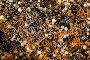 Granular white foam in balls and activated carbon for water filter