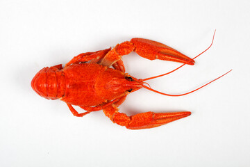 boiled red crayfish isolated on white background, top view