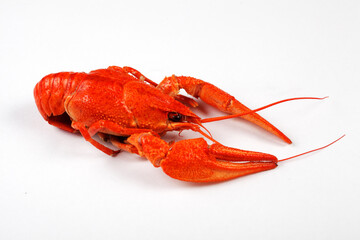 boiled red crayfish isolated on white background