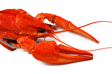 boiled red crayfish isolated on white background