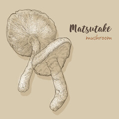 Hand-drawn vector illustration matsutake mushroom by retro and vintage style, sketched by black engraved dots and lines.
