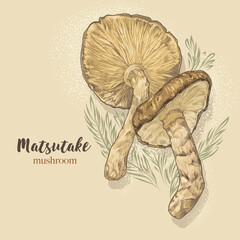 Hand-drawn vector illustration Matsutake mushroom by retro and vintage style, fungus color painting.