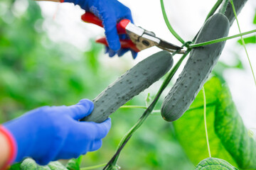 Farmers hands pruning ripe cucumbers with pruning shears in greenhouse