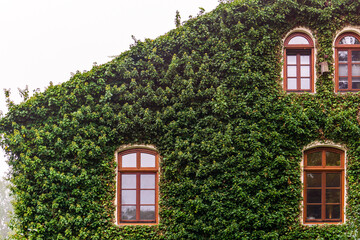 Sidewall of an ivy covered old house with wooden window frames 