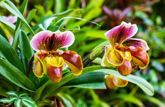 Paphiopedilum-villosum, Beautiful rare wild orchids in tropical forest of Thailand.