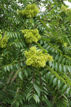 Ailanthus altissima avec une grappe de  fruits appel&eacute; samares