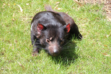 tasmanian devil in a zoo in france