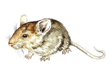 House mouse (Mus musculus) side view, hand painted watercolor illustration - 463040367
