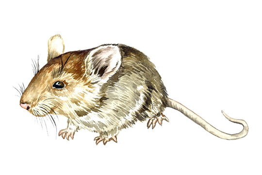 House mouse (Mus musculus) side view, hand painted watercolor illustration