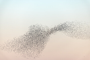 Cloud of starlings.Thousands of starlings synchronize their flight. - obrazy, fototapety, plakaty