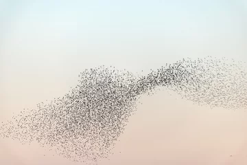 Fotobehang Vogels Cloud of starlings.Thousands of starlings synchronize their flight.  © bios48