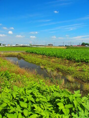 初夏の用水路と枝豆畑のある風景