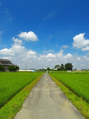 郊外の初夏の農道と青田風景