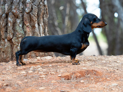 Short haired weenie dog sales