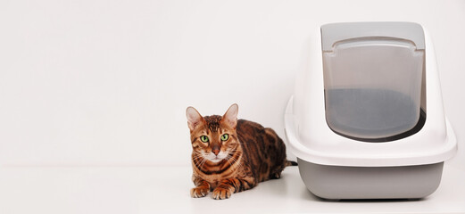 Cute bengal cat lying near its toilet on gray white background. Training pet to use closed litter...