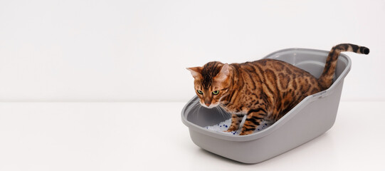 Smart brainy purebred bengal cat pee or poop inside clean litter box or pet toilet indoors on white...