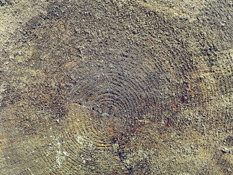 wood texture