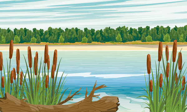 A river bank with thickets of reeds and cattails and a fallen tree. Realistic vector landscape