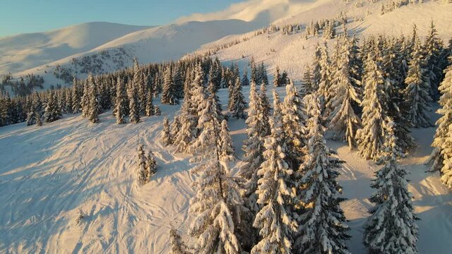 scenic snowy pine forest in the mountains, flying around fir trees covered with snow, aerial view of majestic sunrise in winter mountains, beautiful frosty dawn, winter holidays Christmas concept.