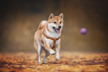 A cute young Shiba Inu dog with a fluffy tail playing with a purple ball among fallen leaves against the backdrop of a bright autumn landscape. Paws in the air. Crazy dog