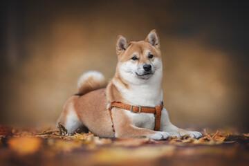 A cute young Shiba Inu dog with a fluffy tail lying on a wooden deck among fallen leaves against the backdrop of a bright autumn landscape. Dog smile. Dog posing