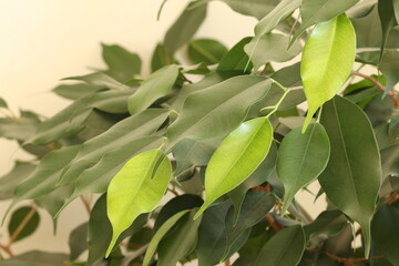 Ficus home plant leaves. Ficus is a genus of plants in the Mulberry family. 