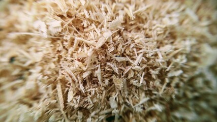 close up of a mushroom on a tree
