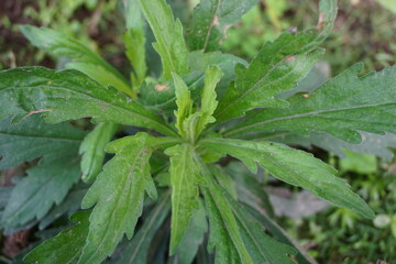 Green jelantir (Also called erigeron bonariensis, monyenyen, erigeron linifolius, conyza sumatrensis) with a natural background. Used in herbal medicine