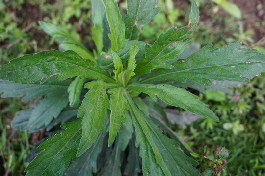 Green jelantir (Also called erigeron bonariensis, monyenyen, erigeron linifolius, conyza sumatrensis) with a natural background. Used in herbal medicine