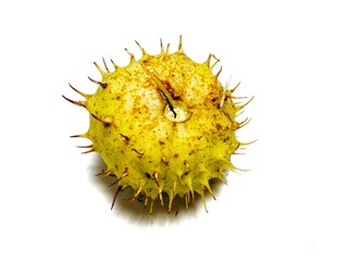 Horse chestnut  isolated on white background