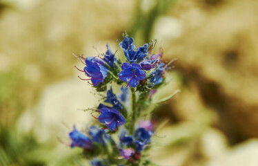 Echium plantagineum