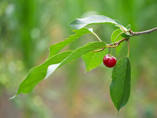 One ripe cherry berry on a branch. Ripe fruit.