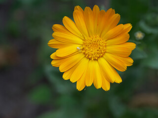 Orange calendula flower, top view. A little spider on a flower.