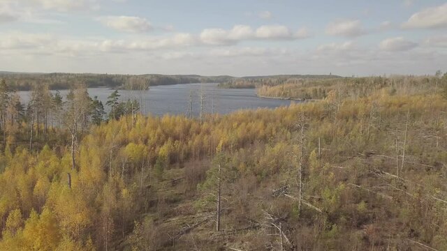 autumn forest and lake